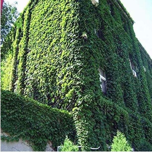 JMS Ivy Seed Outdoor Creepers Green Boston Ivy Seed Parthenocissus Tricuspidata Seed Home Garden Dec