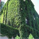JMS Ivy Seed Outdoor Creepers Green Boston Ivy Seed Parthenocissus Tricuspidata Seed Home Garden Dec