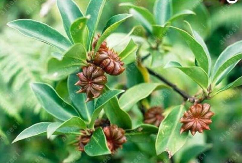 JMS Star Anise Tree Plants Illicium Verum Rare Vegetable For Home Garden Planting