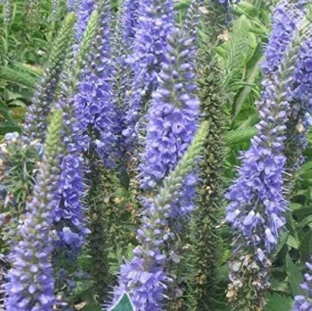 JMS Spike Speedwell Veronica Spicata - Home Garden