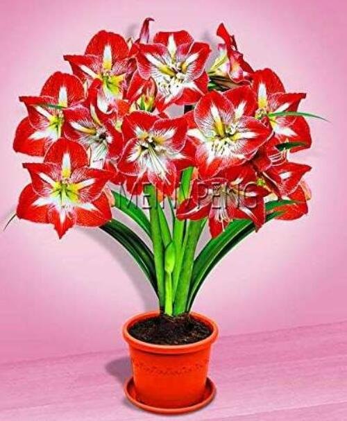 JMS True Amaryllis Bulbs,Hippeastrum Flowers Bulbs Rare Seed Plants Barbados Lily Potted Home Gar - 