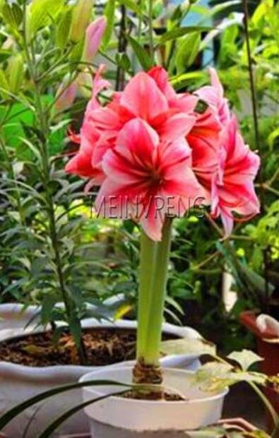 JMS True Amaryllis Bulbs,Hippeastrum Flowers Bulbs Rare Seed Plants Barbados Lily Potted Home Gar - 