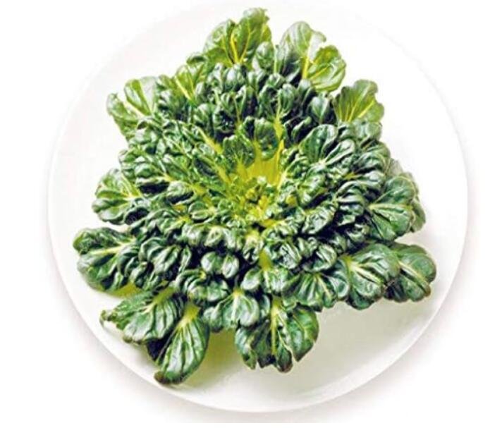 JMS Brassica Narinosa Seed Rapid Growth Nutritious Green Winter Vegetables Plants For Home Garden Ea