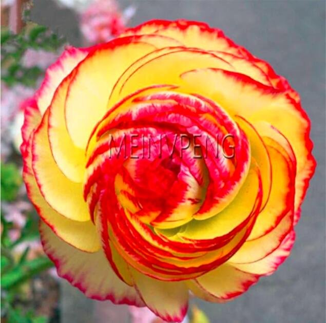 JMS Persian Buttercup Garden Seeds, Double Colorful Flowers