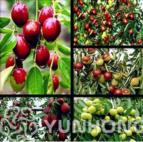 JMS Red Jujube Seed Healthy Nutritious Fruit Seed Tree Plant Home Garden