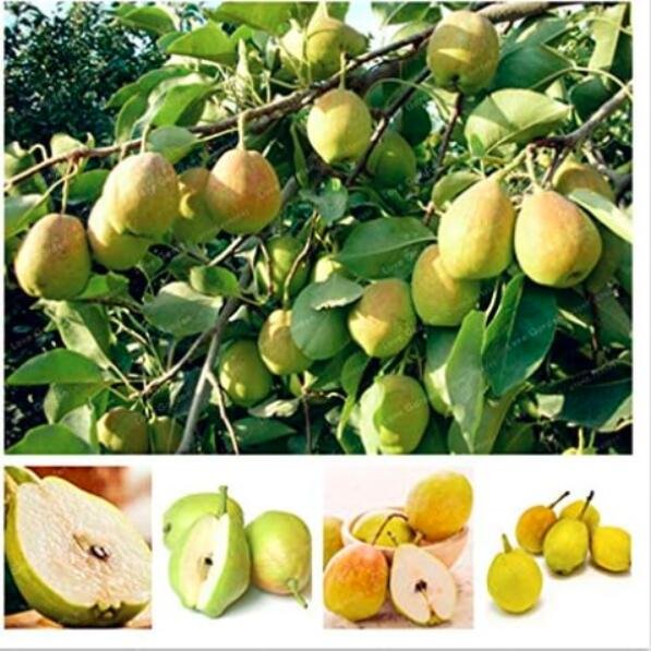 JMS Pear Seed Nutritious And Juicy Fragrant Pear Seed Fruit Seed For Home Garden Supplies