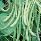 JMS Bean Seed, Burpee Stringless Green Bush Bean Seeds, Organic, Non Gmo