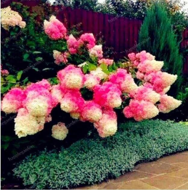 JMS Strawberry Hydrangea Seeds, Rose Pink And Khaki Bi-Color Flowers