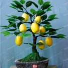 JMS Lemon Tree Seed Fruit Seed Plant Diy Home Garden Seed Edible Green High Survival Rate Fruit Lemo