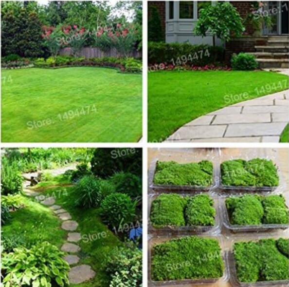 JMS Irish Moss Plants Courtyard Seed Plant Sagina Subulata Plantas Mox Moss Floresling Plant For Hom