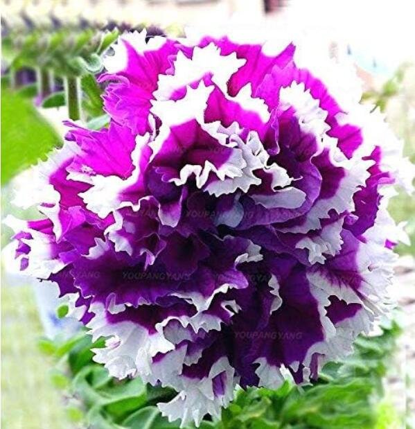 JMS Petunia Garden Seeds Double Purple Flowers Purple Black Petunia High Germination Garden Decorati