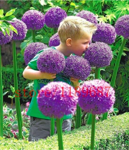 JMS Giant Allium Globemaster Flower Plants Easy Growing Flower, Long Blossoming