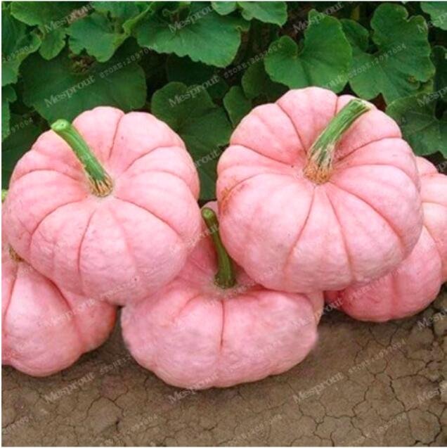 JMS Pink Pumpkin Seed Halloween Pumpkin Organic Seed Vegetables Nutrient-Rich Food Non-Gmo Edible Pl