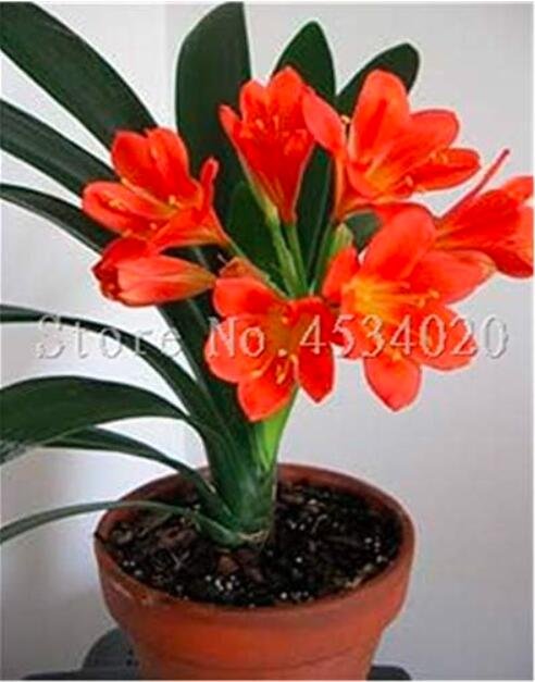 JMS Clivia Seed Flower Plants, Indoor Seed Flowers Flores Potted Plant For Home Garden - (Color: 12)