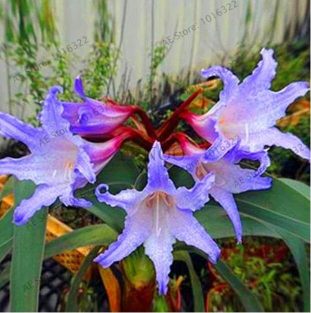 JMS True Amaryllis Bulb