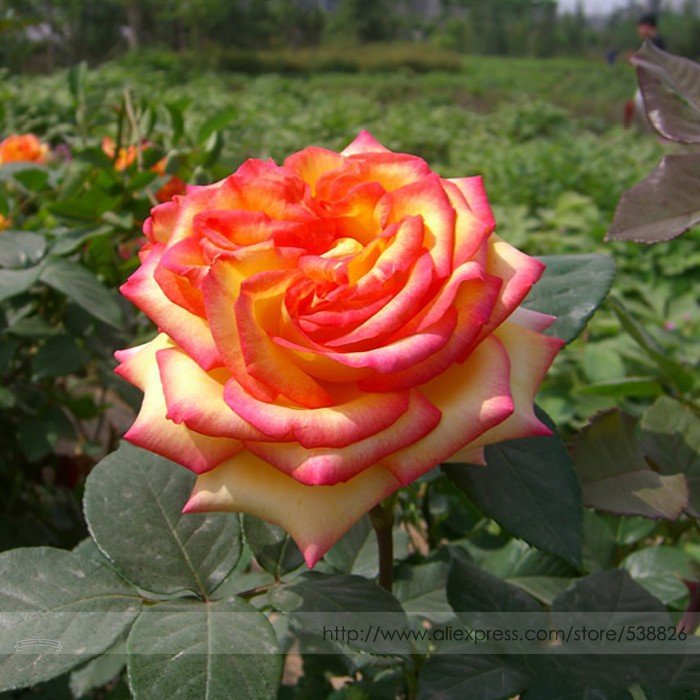 JMS  Heirloom 'Mu Na' Golden Red Rose Shrub Flower Seeds, Professional Pack, 50 Seeds / Pack, Light 