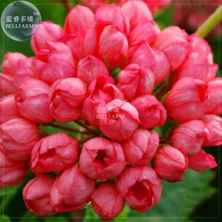 JMS  Geranium 'Tulip Orangish Red Bud' Perennial Bonsai Flowers, 10 Seeds, Petals Won'T Unfold Big B