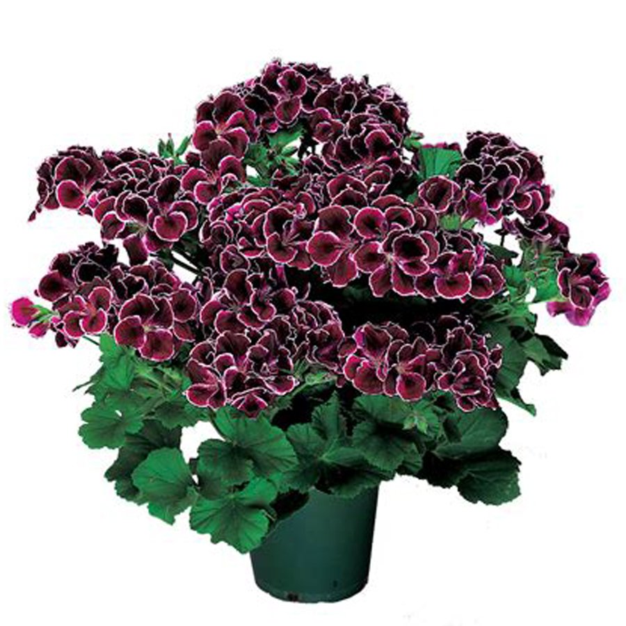 JMS 10Pcs Geranium 'Elegance Imperial' Flower Seeds Rich Burgundy Purple Perennial Pelargonium Flowe