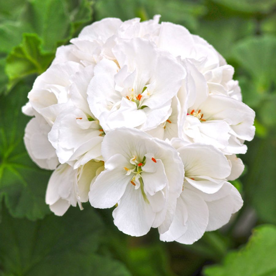 JMS 10Pcs White Zonal Pelargonium Seeds White Terry Semidouble Geranium Seeds