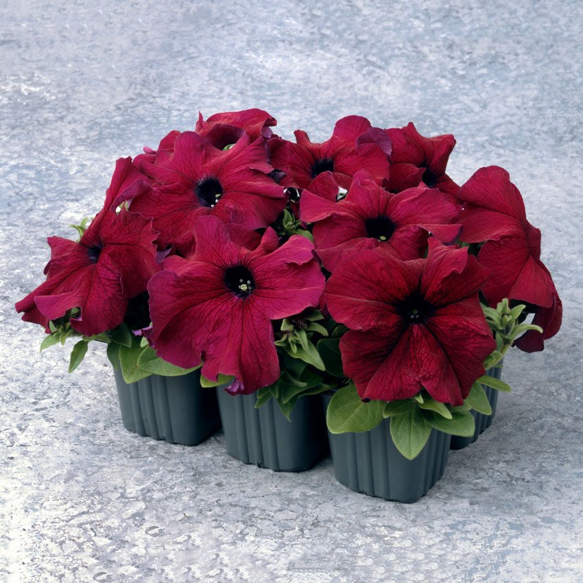 JMS  Supercascade Burgundy Dark Red Petunia Annual Flowers 100 Seeds Heirloom Slightly Ruffled Rim O