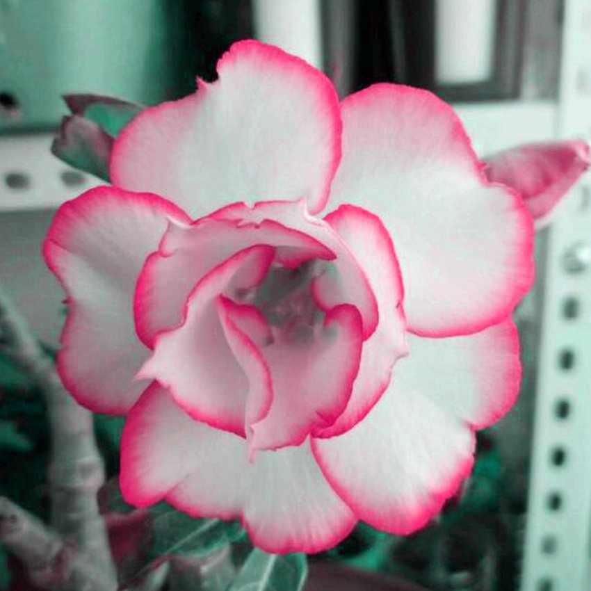JMS  Adenium White Petals Rose Red Edge Flowers Bonsai Desert Rose Seeds 2Pcs Heirloom Home Garden A