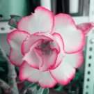JMS  Adenium White Petals Rose Red Edge Flowers Bonsai Desert Rose Seeds 2Pcs Heirloom Home Garden A