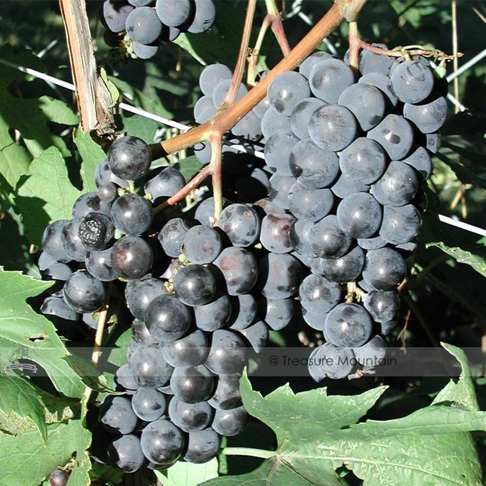 JMS  Bluebell Blue Juice Grape 100 Seeds