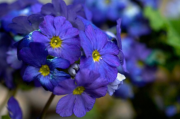 JMS  100 Seeds Giant Dark Blue & Light Blue Flax Linum Usitatissimum