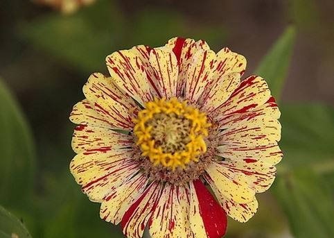 JMS  Zinnia Angustifolia Yellow Red Stripe Annual Garden Flowers Seeds 30Pcs