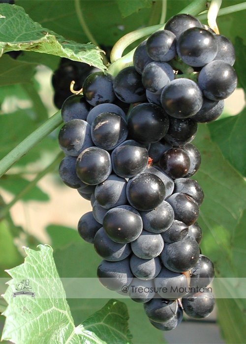 JMS  Valiant Black Grape Seeds 100Pcs Juice Jelly Table Grape Plant Seedlings