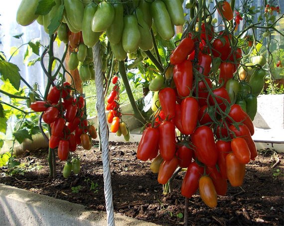 JMS  50Pcs Heirloom Ukraine Kibits Tomato Seeds