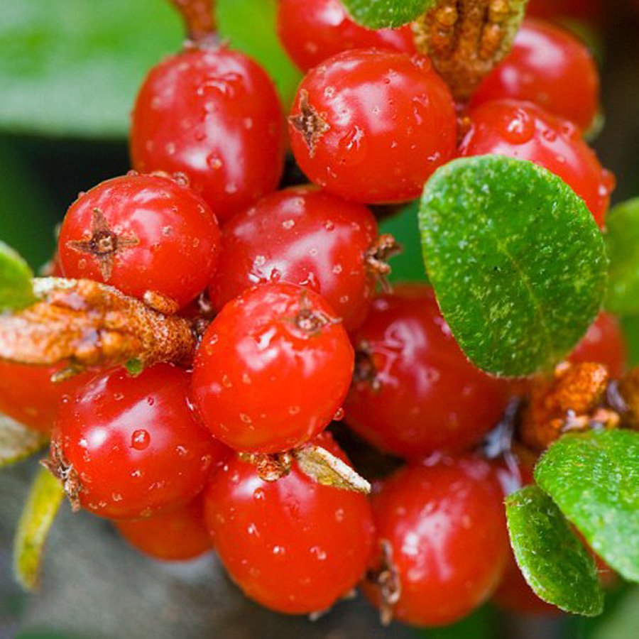 JMS  Rare Wild Buffalo Berry Hardy Plant Seeds, 20 Pcs Shepherdia Canadensis Sweet Berry