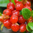 JMS  Rare Wild Buffalo Berry Hardy Plant Seeds, 20 Pcs Shepherdia Canadensis Sweet Berry