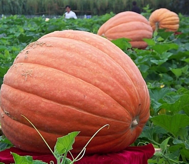 JMS  Usa Giant Pumpkin Seeds, 10Pcs/Pack, Organic Redish Orange Vegetables Edible