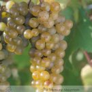 JMS  Lacrescent Golden Brown Grape Seeds Hardy Plants White Grape Wine Mateial