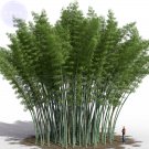 JMS  200+ Huge Phyllostachys Pubescens Moso Bamboo Seeds, Professional Pack, Produce Edible Shoot Bd