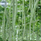 JMS  Long Snake Gourd 'Trichosanthes Cucumerina' Seeds, 4 Seeds, Professional Pack, Tasty Edible Veg