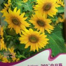 JMS Rare Clusters Of Sunflower Seeds, Original Pack, 15 Seeds / Pack, Very Interesting Beautiful Flo