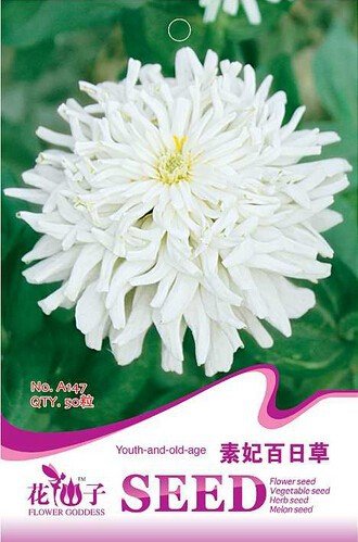 JMS 1 Original Pack, 50 Seeds / Pack, Zinnia Youth-And-Old-Age White Flower Seed #A147
