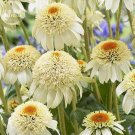 JMS  Echinacea Milky White Perennial Flower Seeds, 200 Seeds, Professional Pack, Big Blooms With Yel