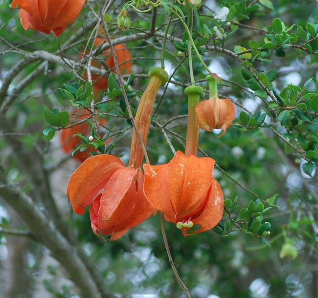 JMS  Passiflora Parritae Huge Tubular Blooming Orange Red Flowers Seeds 15 Seeds Great For Garden