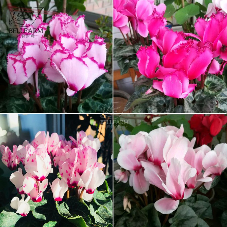 JMS  Cyclamen Mixed 4 Colors Pink Light Pink Purple Bi-Color Big Blooms Perennial Flowers Bonsai 5 S