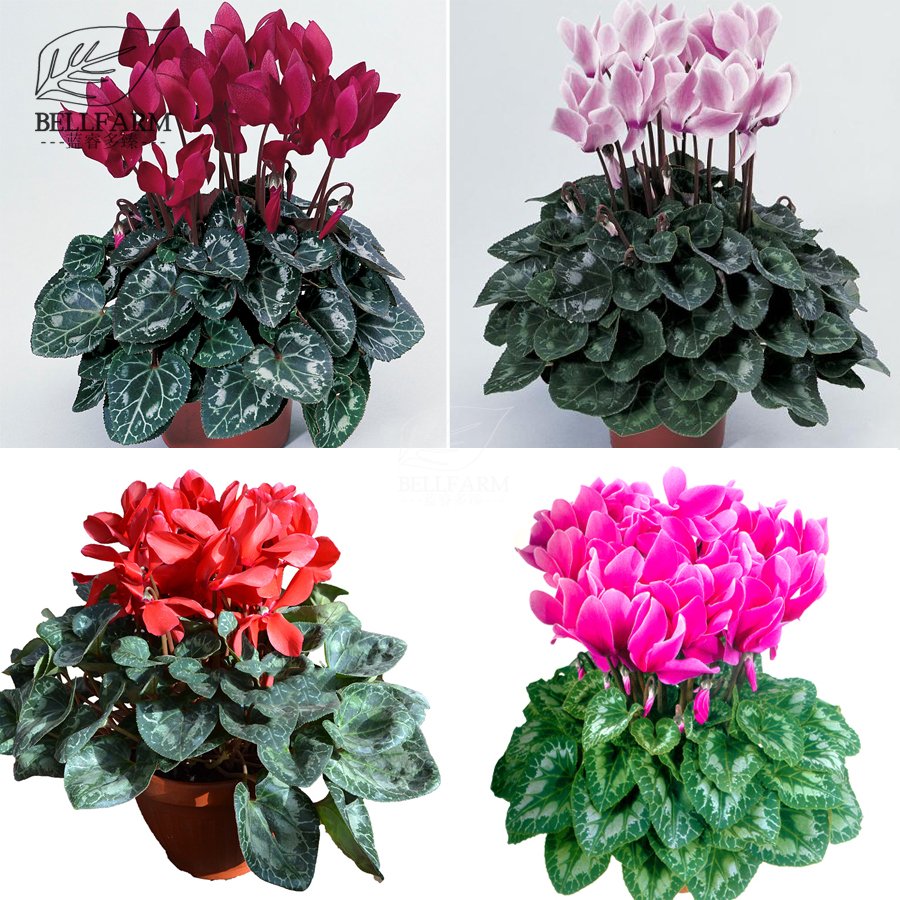 JMS  Cyclamen Purplish Red Light Purple Rose Red Rose Purple Mixed 4 Types 5 Seeds Bonsai Home Garde