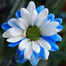 JMS Rare Ballad Of Dueana Chrysanthemum Flowers 50 Seeds White Blue Flowers Perennial