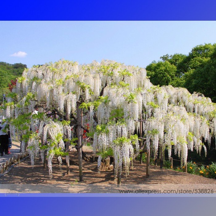 JMS 100% True Variety White Wisteria Flower Woody Plant Seeds, Professional Pack, 100 Seeds / Pack, 
