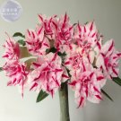 JMS  'Feng Wu' Double Adenium Desert Rose, 2 Seeds, Compact Dense Huge Vibrant Blooms Pink Petals Wi