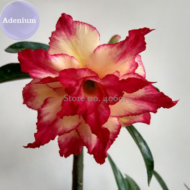 JMS  4-Layer Red Yellow Adenium, 2 Seeds, Red Outer Edge With Yellow Interior On One Petal E3977