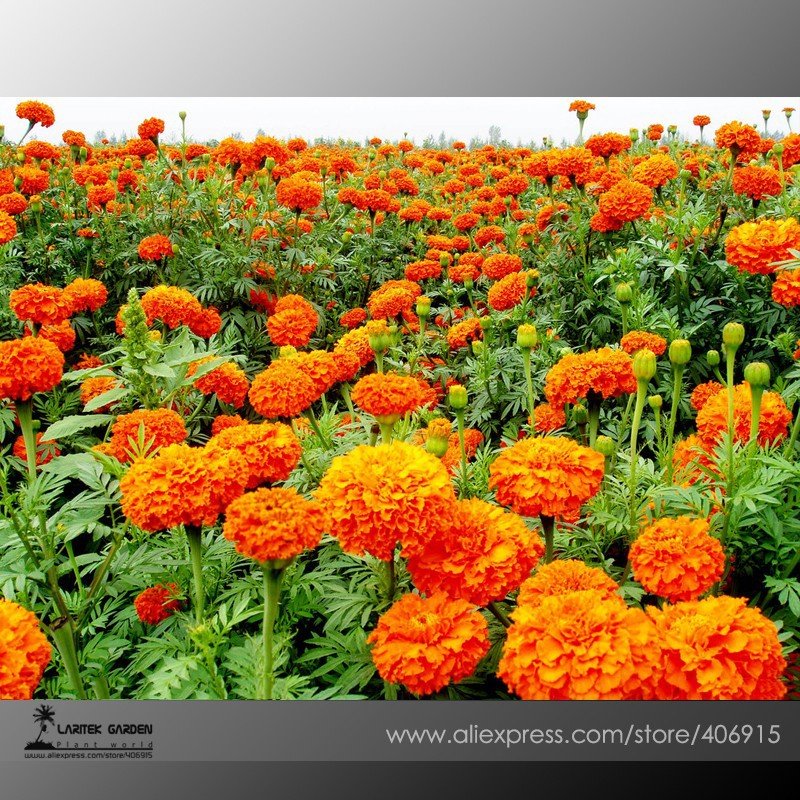 JMS Mixed Chrysanthemum Seeds Perennial Flowering Rose Pink Orange Yellow Red Marigold Seeds Long La