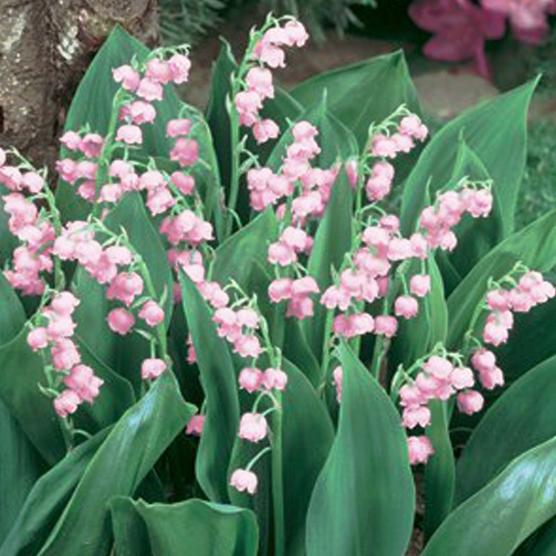 JMS Rare 'Feng Die' Pink Lily Of The Valley Convallaria Majalis Perennial Flower Seeds, Professional