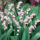 JMS Rare 'Feng Die' Pink Lily Of The Valley Convallaria Majalis Perennial Flower Seeds, Professional